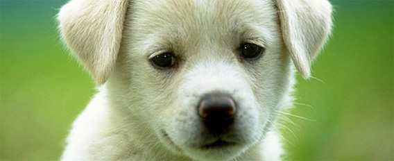 おもわずギュっと抱きしめたくなる さびしげな表情をした枚の犬の画像 動画 カラパイア