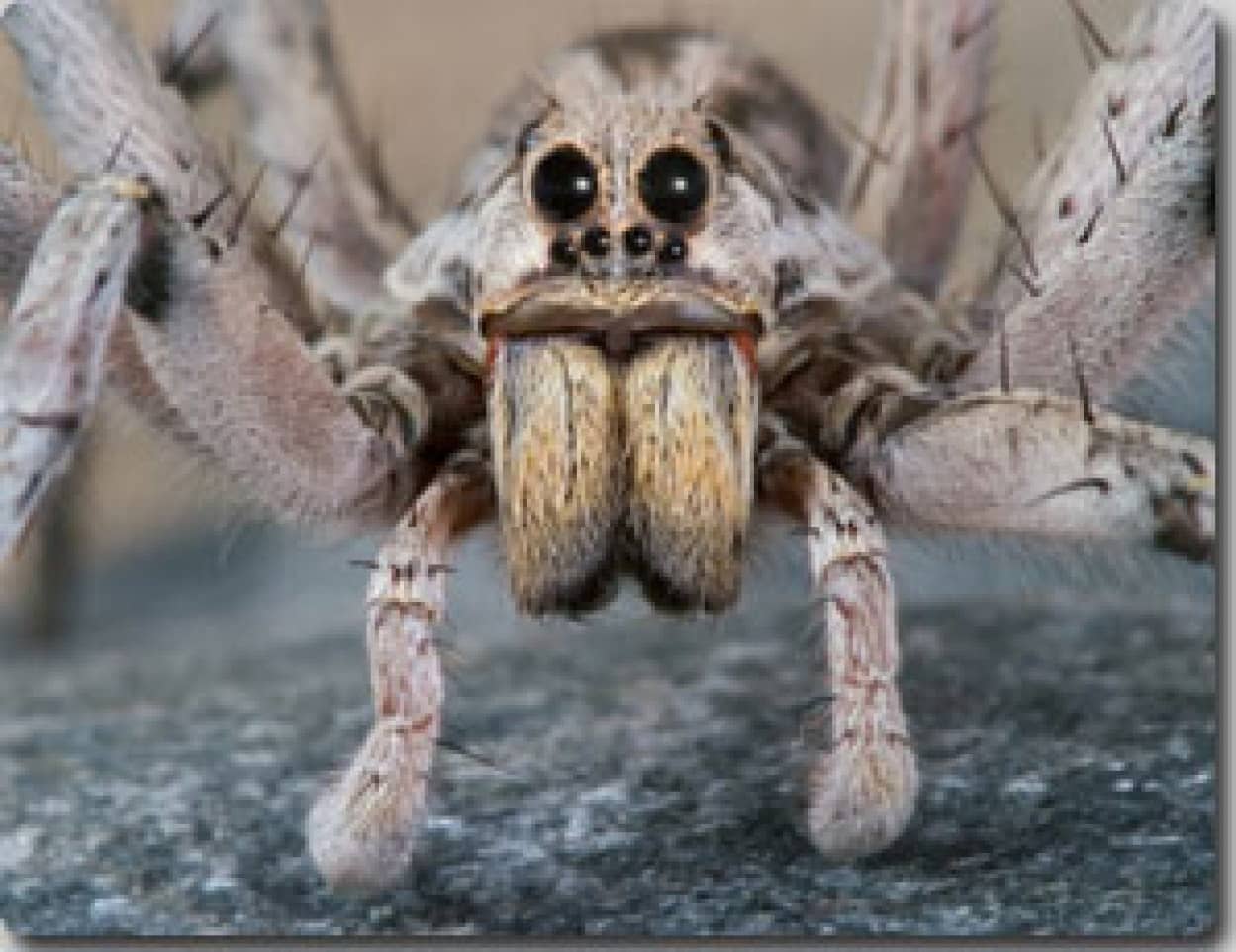 溺死したクモは数時間後に生き返ることが判明 恐るべきクモの蘇生能力 カラパイア