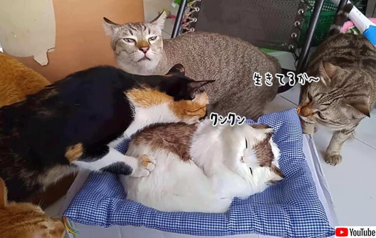 猫が猫のぬいぐるみの生体確認