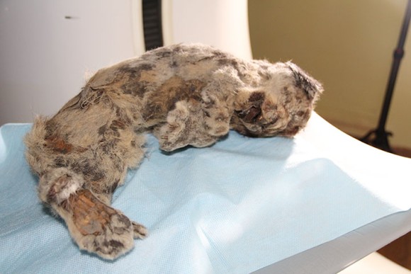 死後4万年が経過した更新世の巨大オオカミの完全な頭部がシベリアで発見される ロシア カラパイア 死後4万年が経過した更新世の巨大オオカミの完全な頭部がシベリアで発見される ロシア カラパイア