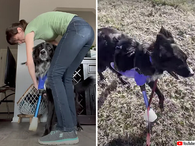 子供の頃から三本脚だった犬、7歳で義足を装着、4足歩行にチャレンジ