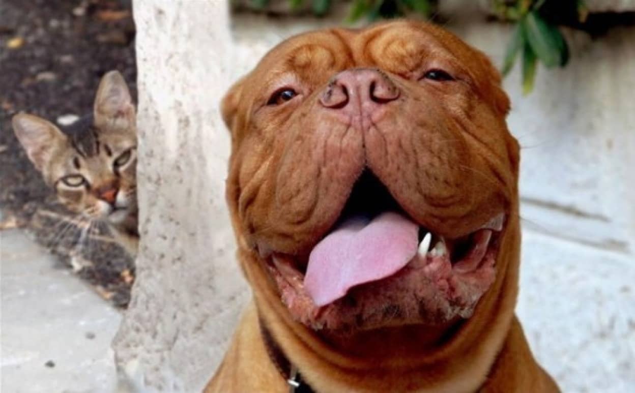 上下関係をきっちりさせようじゃないか 犬を完全に支配下においた猫たちの画像特集 カラパイア 上下関係をきっちりさせようじゃないか 犬を完全に支配下においた猫たちの画像特集 カラパイア