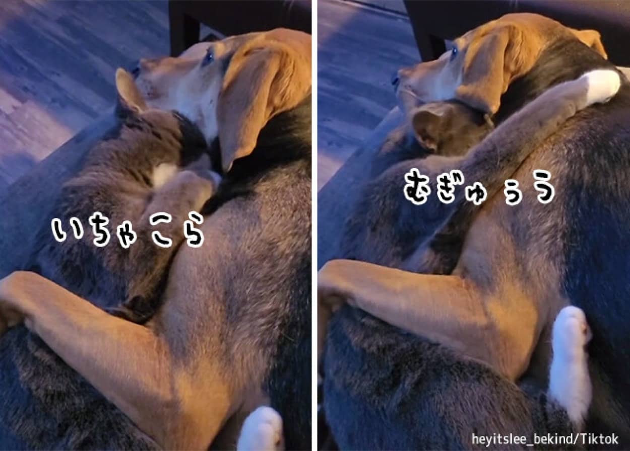 犬と猫の抱擁