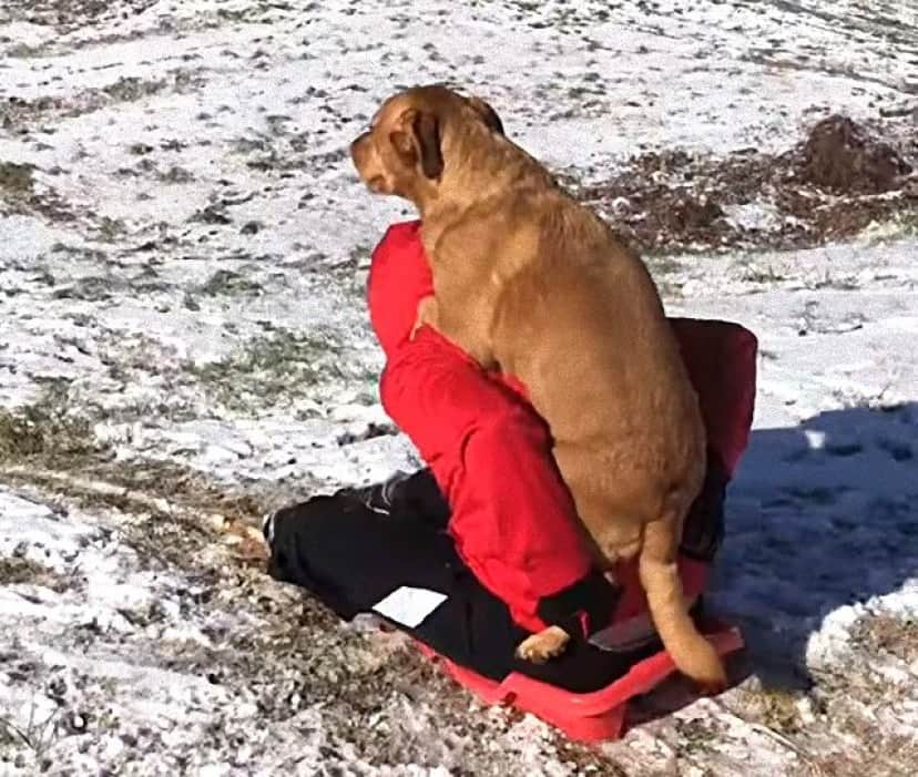 dognsled6_e