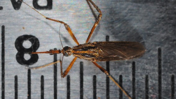 通常比倍 巨大化した蚊が米フロリダ州を襲う 巨大蚊の大量発生 カラパイア 通常比倍 巨大化した蚊が米フロリダ州を襲う 巨大蚊の大量発生 カラパイア