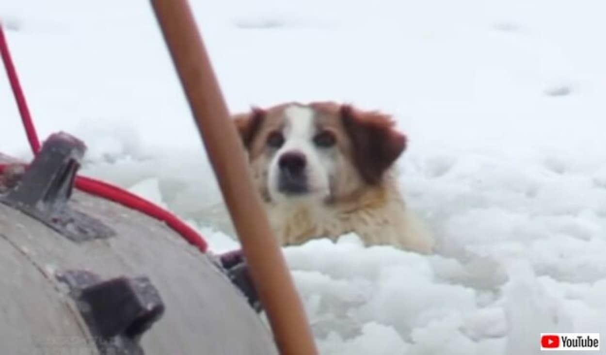 「頑張れ、すぐに助けてやるから！」凍り付いた湖に犬がいる？レスキュー隊が駆けつけて必死の救助にあたった結果