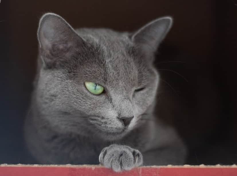 cat-4540441_640