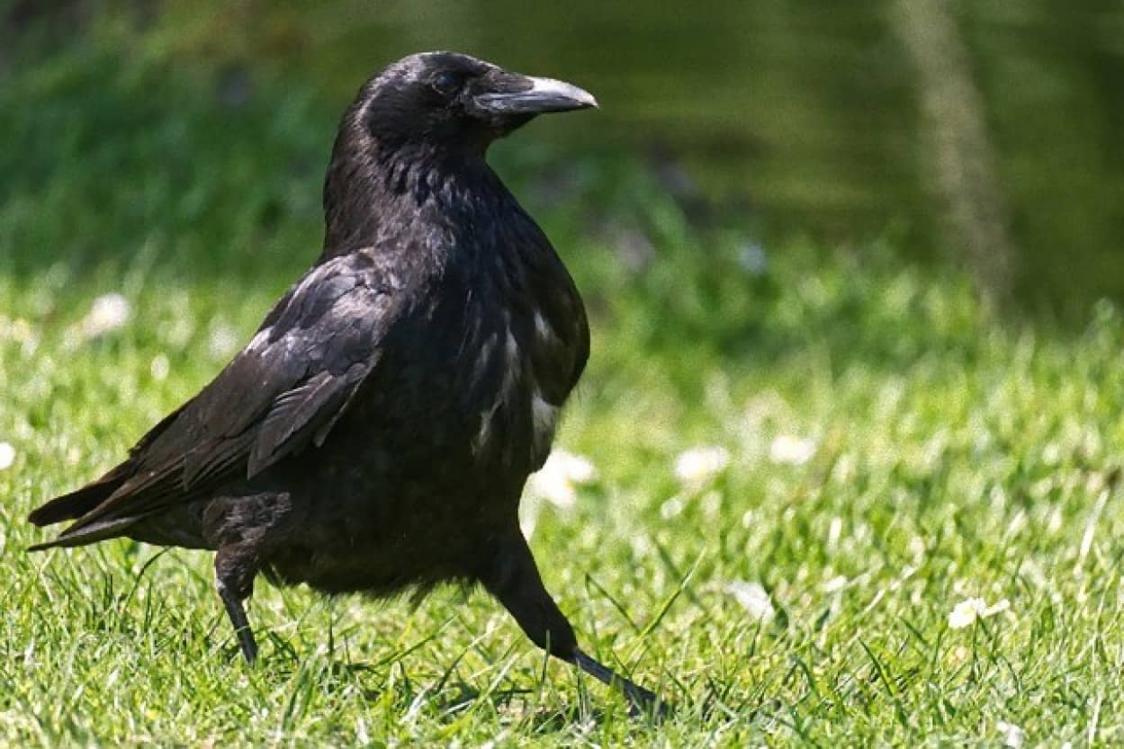 賢すぎるぜカラスさん カラスは点の集合を理解し 数神経細胞を使って人間のように計算ができることが判明 カラパイア