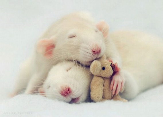 cutest_rat_youve_ever_seen_640_32