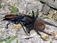 昆虫界の頂上対決 巨大クモvsベッコウバチ カラパイア 昆虫界の頂上対決 巨大クモvsベッコウバチ カラパイア