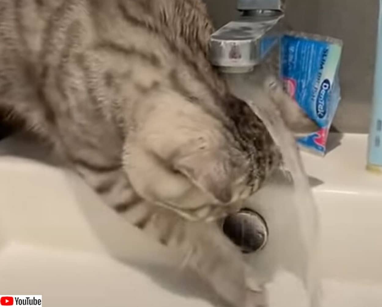 科学の名のもとに 頭がビショビショに濡れても水道実験を止めない猫 カラパイア