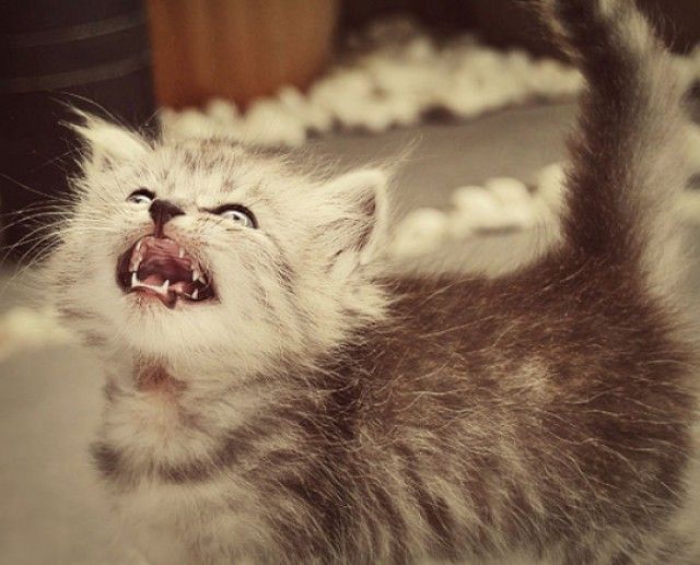 angry-kittens-13-591af25639e6f__700_e