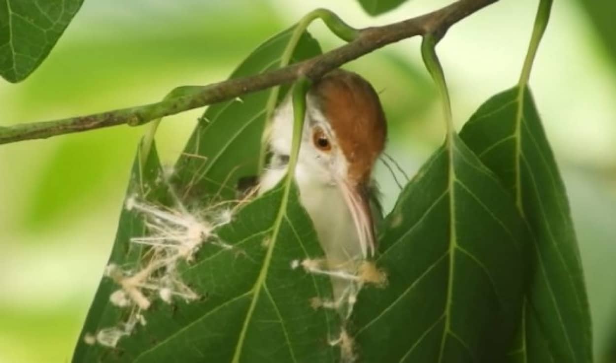 お裁縫上手な鳥、くちばしを針代わりに蜘蛛糸や植物繊維で葉を縫い巣を作るオナガサイホウチョウ