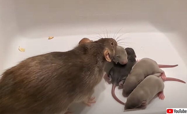 うちの子全員任せたわよ 飼い主の腕の中に赤ちゃんを運ぶネズミ カラパイア
