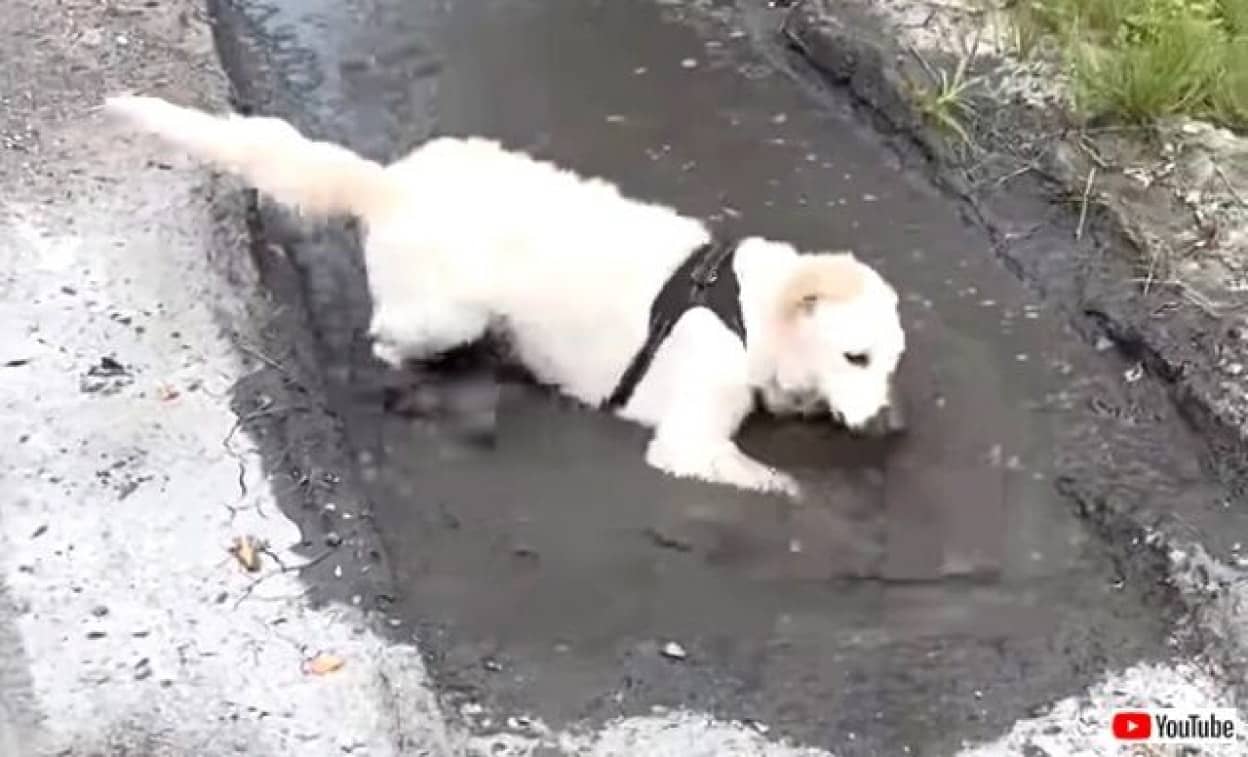 オーマイゴッド 突然泥んこ遊びを始めた愛犬に飼い主さん笑うしかなかった模様 カラパイア