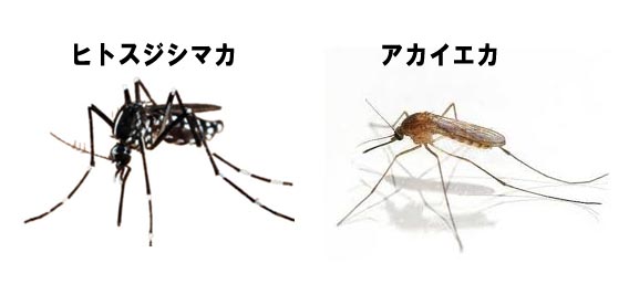 かか