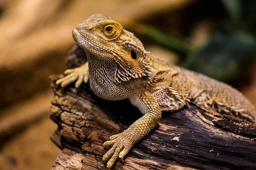 lizard-1522253_640