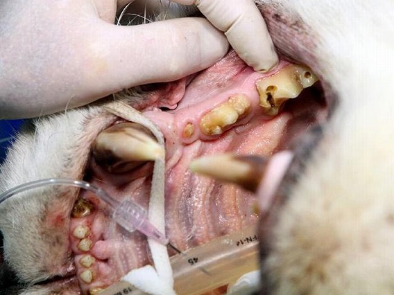 大型ネコ科の動物たちの虫歯治療はこんなに大変 カラパイア