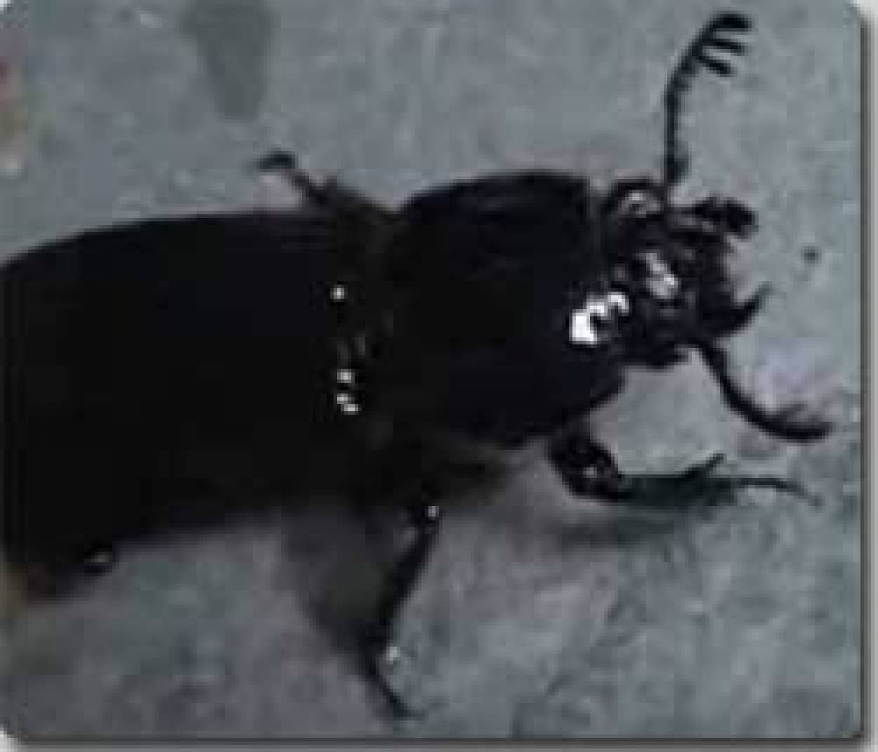 きゅぅきゅぅ って鳴く虫 カラパイア