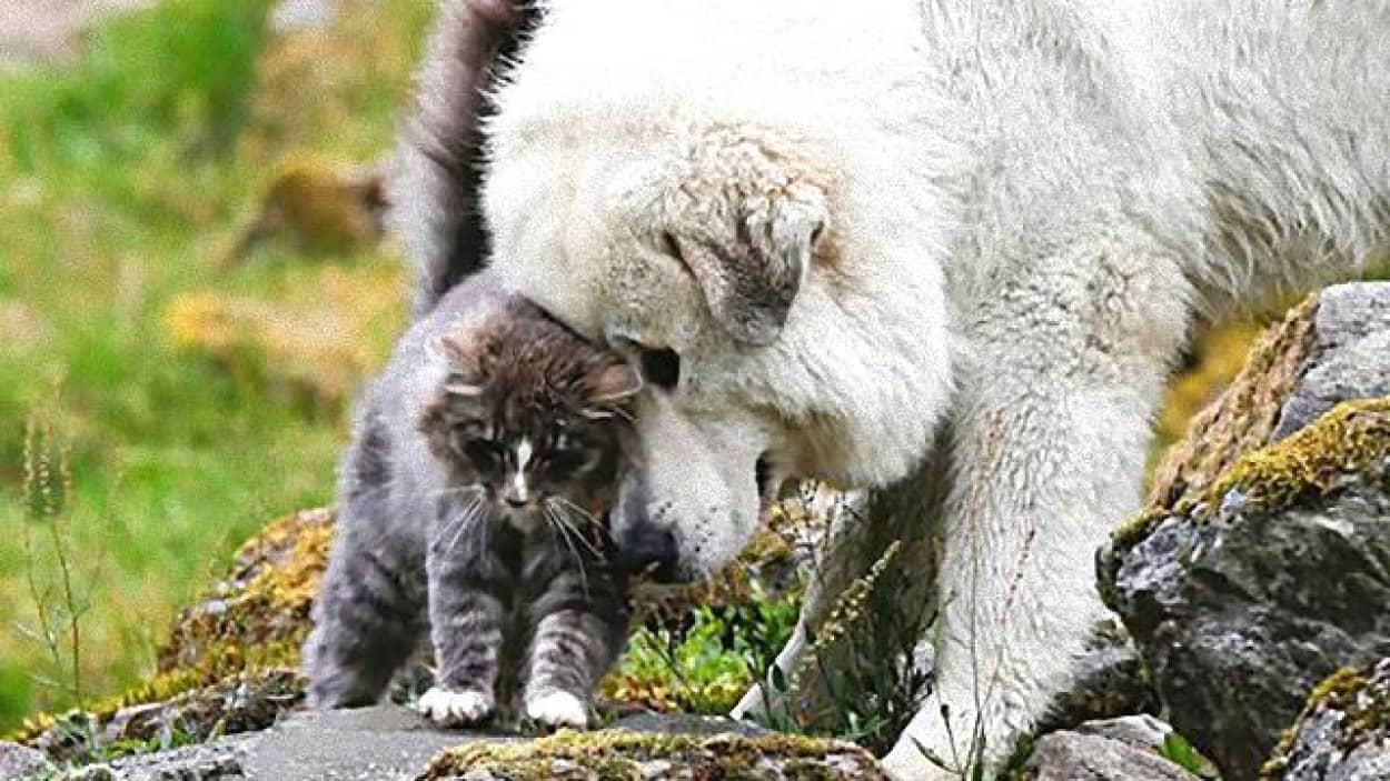 くつろぎタイムのおともにいかが ほんわかまったり犬と猫の仲良し写真集 カラパイア くつろぎタイムのおともにいかが ほんわかまったり犬と猫の仲良し写真集 カラパイア