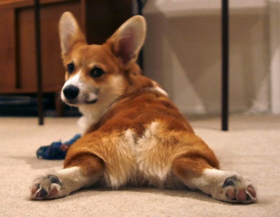 photos_of_corgi_butts_11_e