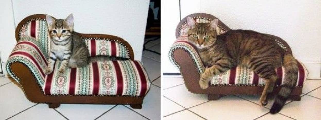 こんなに大きくなったのにゃ 子猫時代と同じ構図でハイ ニャーズ 猫たちの成長記録ビフォア アフター カラパイア こんなに大きくなったのにゃ 子猫時代と同じ構図でハイ ニャーズ 猫たちの成長記録ビフォア アフター カラパイア