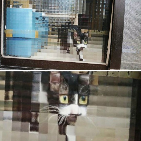 凸凹ガラスを通すと猫がピクセル化する ドット絵みたいで癒されると海外で話題に カラパイア
