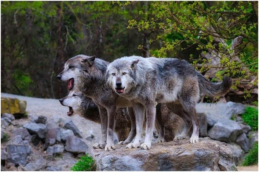 wolves-4774219_640