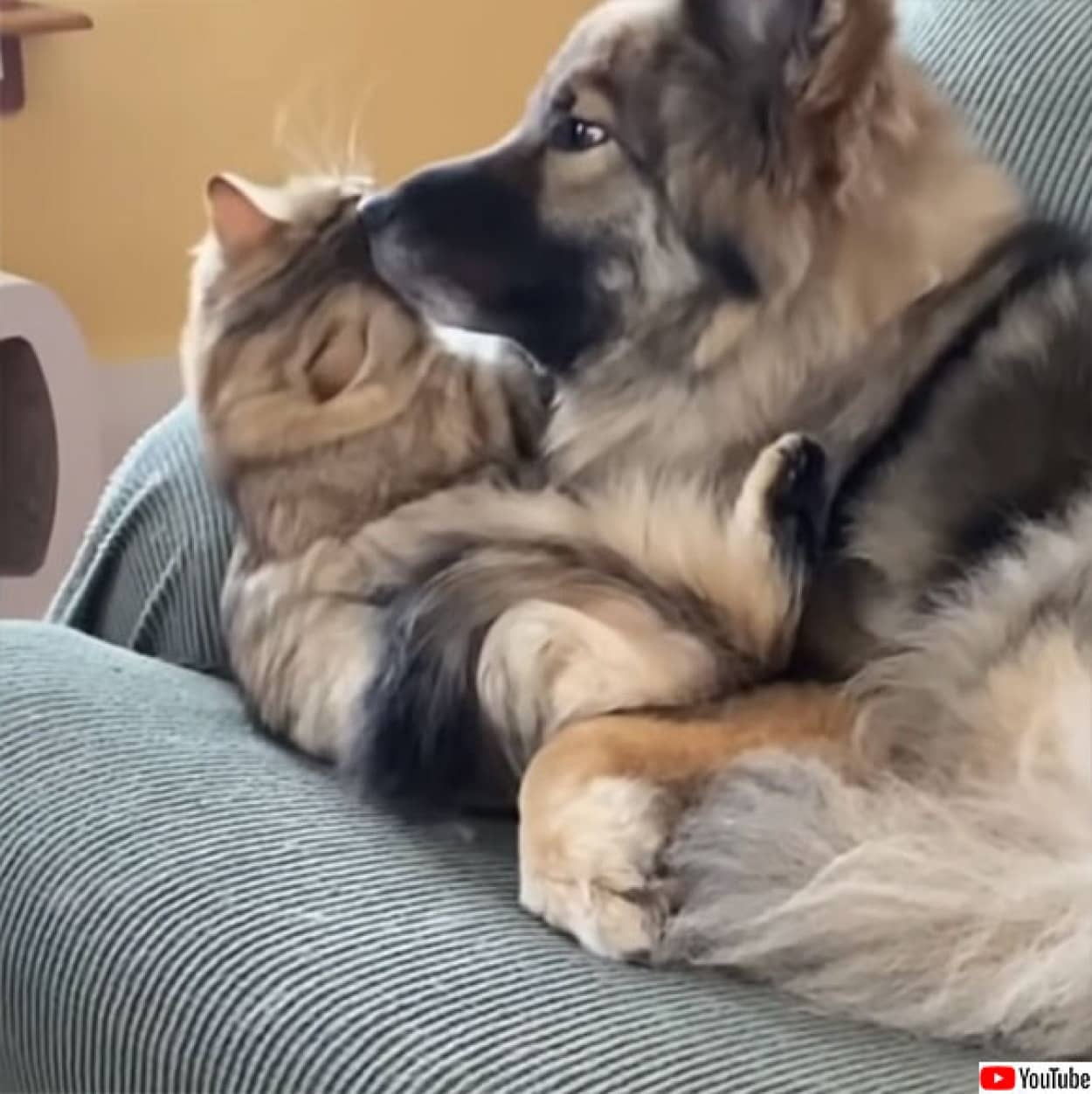 ロシア産猫とアメリカ産犬 もふともふが癒しの競演で世界が平和に思えてくる動画 カラパイア ロシア産猫とアメリカ産犬 もふともふが癒しの競演で世界が平和に思えてくる動画 カラパイア