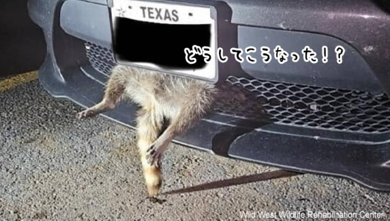 避けたつもりがはまっていた！車のフロントグリルから足を突き出したアライグマ、無事救助される