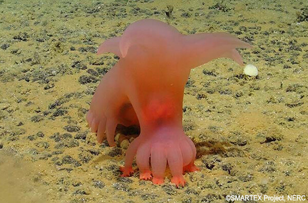 太平洋の深海でユニークな新種の生物を続々発見。ピンクの豚のようなナマコも！