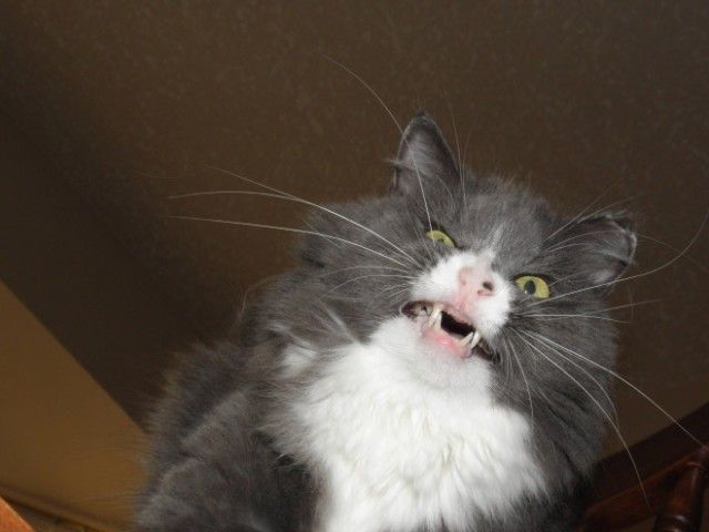 sneeze8_e