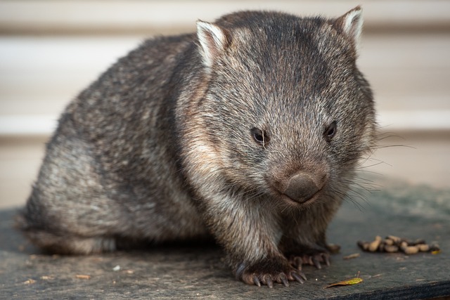 common-wombat-6566987_640