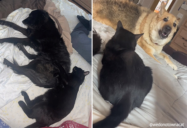 ある日帰宅すると見知らぬ黒猫が家の中でまったり。どうやら飼い犬に気に入られ招待されたようだ。