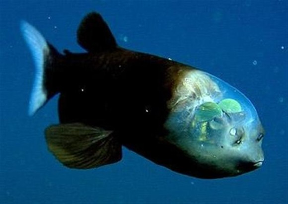 デメニギス：頭だけが透明で中身がぱっくり見える深海魚 : カラパイア