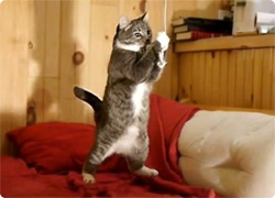 動画 猫が空中に浮いた瞬間のみをスローモーションで再生するおもしろ映像 高画質 カラパイア