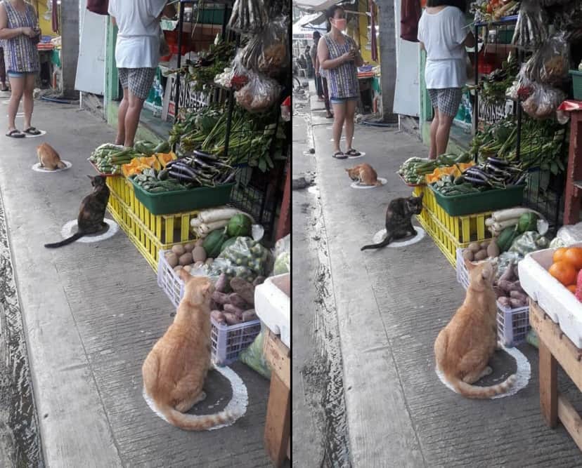 猫転送装置