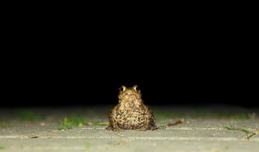 toad-1488938_640