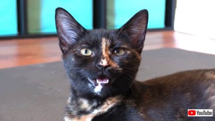 60meows2_640