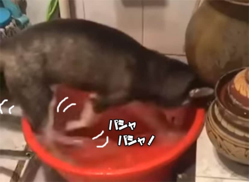 おい 水を無駄にするなとあれほど 水遊びをしていた犬 猫にたしなめられてしょぼーん カラパイア おい 水を無駄にするなとあれほど 水遊びをしていた犬 猫にたしなめられてしょぼーん カラパイア
