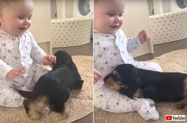 赤ちゃんと子犬の はじめまして 究極の和みしかない動画に癒されよう カラパイア