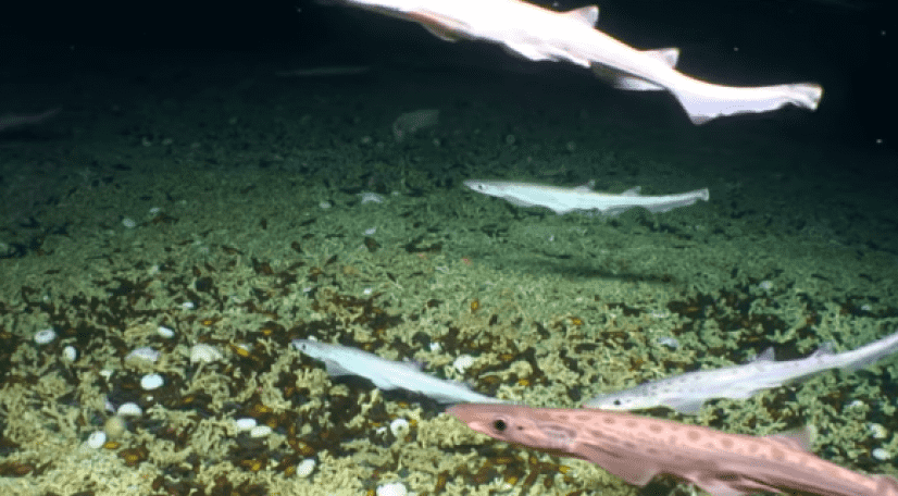 shark2