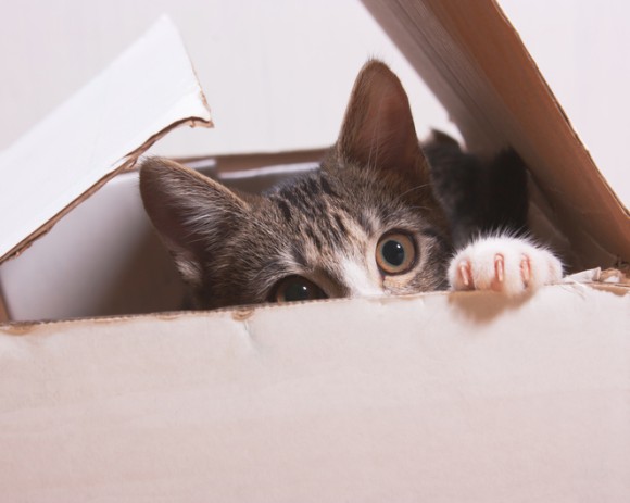 猫が箱を愛する理由（オランダ研究ほか）