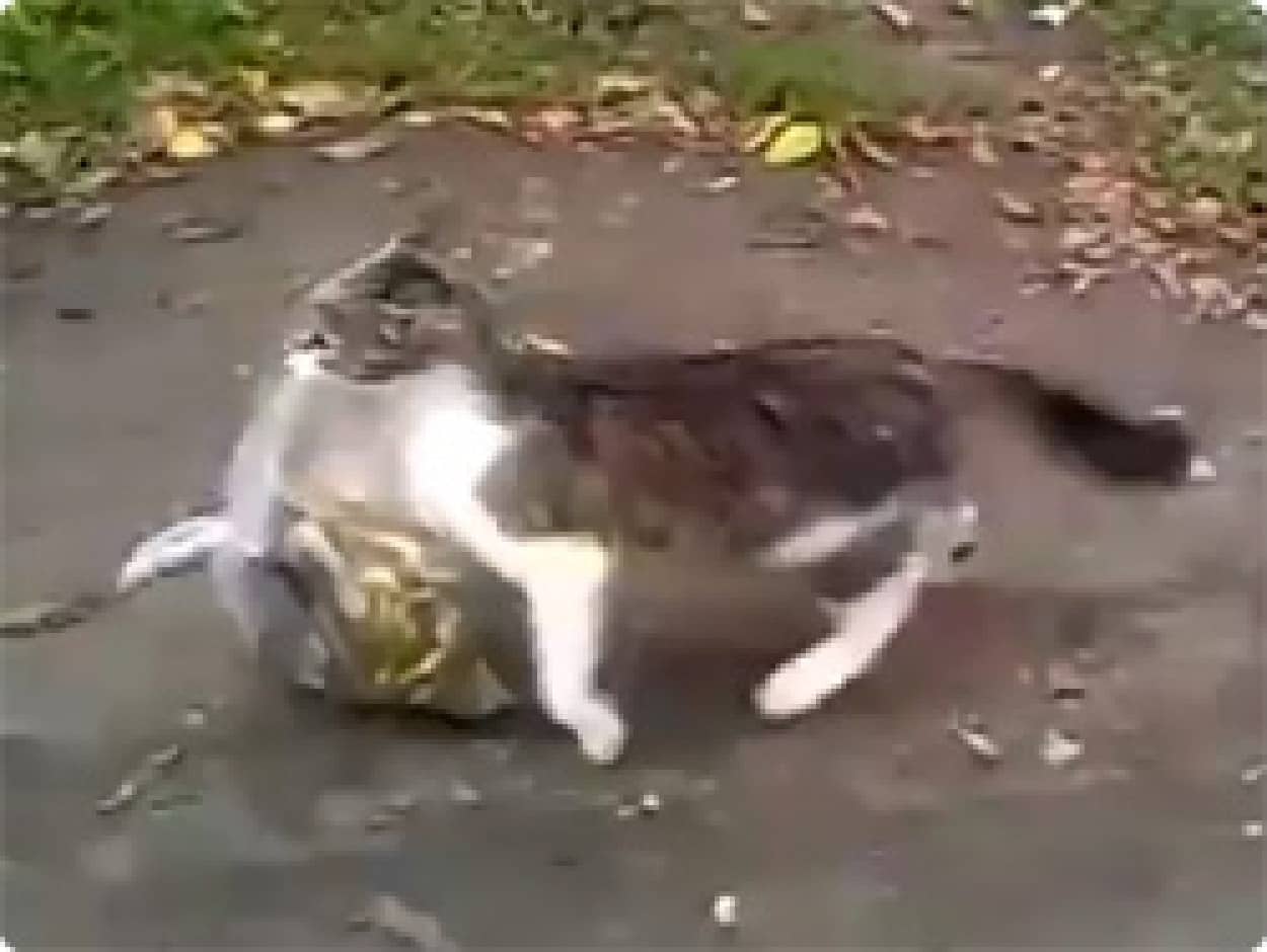 動画 おまえらのごはんとってきたどー 飼い主用のエサをけなげに運ぶ ロシアの宅配猫 カラパイア 動画 おまえらのごはんとってきたどー 飼い主用のエサをけなげに運ぶ ロシアの宅配猫 カラパイア