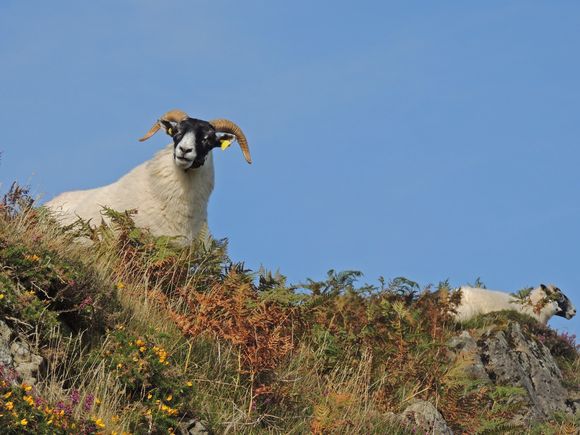 sheep
