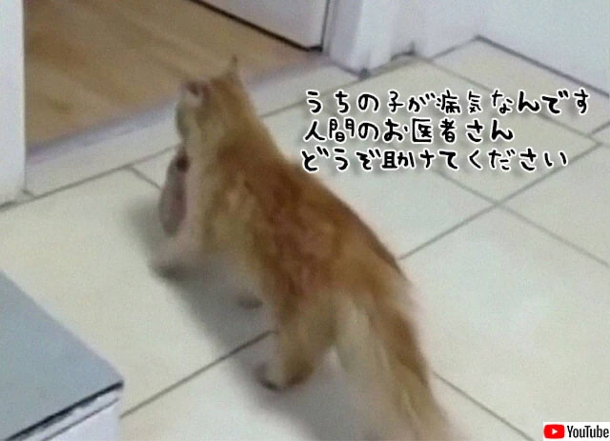 ²æ¤¬»Ò¤Îɵ¤¤ò¼£ÎŤ·¤Æ¤â¤é¤¦¤¿¤á¿Í´Ö¤Îɱ¡¤Ë¤ä¤Ã¤Æ¤¤¿ÊìÇ