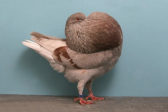 funny-pigeon-grooming3_e