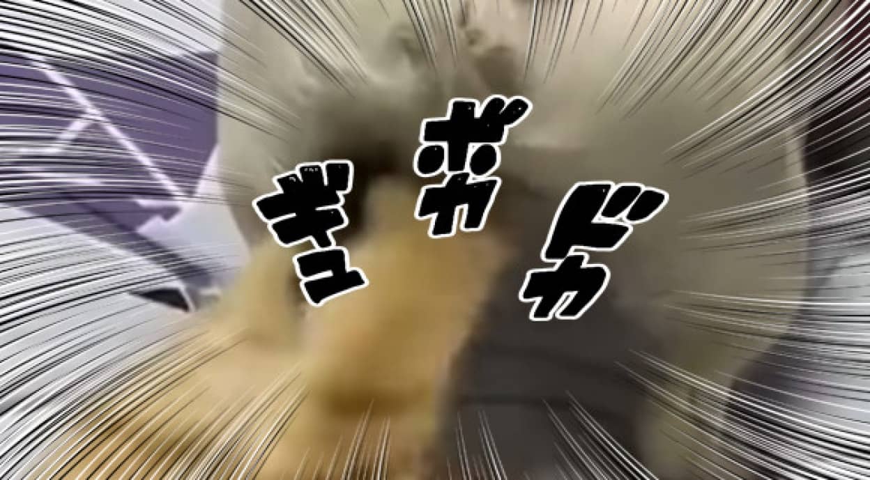猫は大変なボール遊びを覚えてしまいました 犬 はい猫さんよろこんで カラパイア