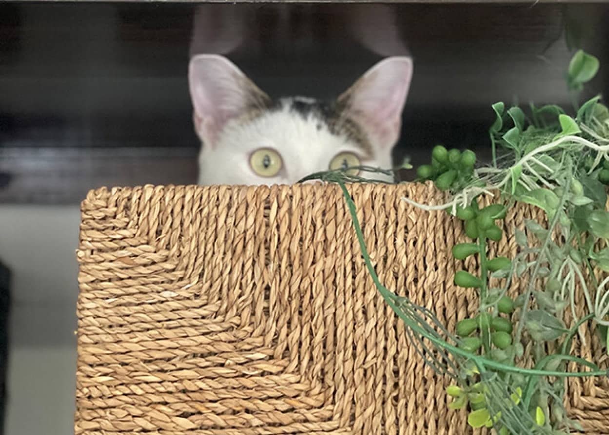 猫の気を引くための最良の方法(ライフハック)