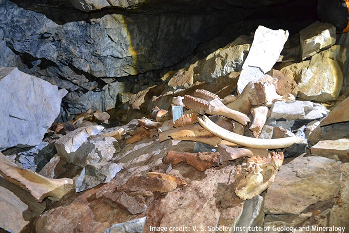マンモス、サイ、クマの骨がいっぱいのシベリアの洞窟は4万2000年前を生きた古代ハイエナの巣だった